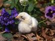 Domestic Chicken, Chick, Amongst Pansies, Usa by Lynn M. Stone Limited Edition Print