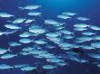 Three Lined Fusiliers Schooling, Great Barrier Reef by Jurgen Freund Limited Edition Print