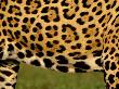 Close Up Of Belly Of Jaguar, Mato Grosso, Pantanal, Brazil by Staffan Widstrand Limited Edition Print