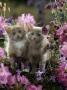 6-Week, Blue-And-White Female And Blue Male Kittens, Among Purple Columbines And Rhododendrons by Jane Burton Limited Edition Print