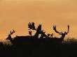 Male Fallow Deer, Silhouettes At Dawn, Tamasi, Hungary by Bence Mate Limited Edition Print