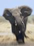 African Elephant, Charging Abstract, Etosha National Park, Namibia by Tony Heald Limited Edition Print