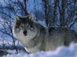 Grey Wolf Male In Snow, Norway by Bernard Walton Limited Edition Print