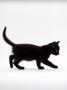 Domestic Cat, 9-Week Black Kitten Profile Walking by Jane Burton Limited Edition Print