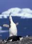 Chinstrap Penguin, Ecstatic Display, South Sandwich Is by Peter Oxford Limited Edition Print