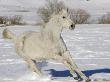 Grey Thoroughbred Horse Cantering Through Snow, Colorado, Usa by Carol Walker Limited Edition Print