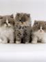 Domestic Cat, 9-Week Kittens, Persian Cross, Lilac Bicolour And Blue Cream by Jane Burton Limited Edition Print