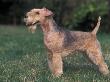 Black And Tan Lakeland Terrier Standing In Show Stack / Pose by Adriano Bacchella Limited Edition Print