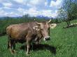 Domestic Cow, Grazing In Unimproved Pasture Tatra Mountains, Slovakia by Pete Cairns Limited Edition Print