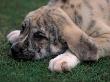 Spanish Mastiff Puppy Lying Down by Adriano Bacchella Limited Edition Pricing Art Print