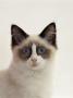 Domestic Cat, 5-Months, Portrait Of Ragdoll Crossed With Birman by Jane Burton Limited Edition Print