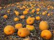 Field Of Ripe Pumpkins (Cucurbita Maxima) Usa by Reinhard Limited Edition Print
