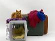 Marmalade Domestic Cat, With Pet Transporter / Carrier And Suitcases by Jane Burton Limited Edition Print