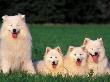 Domestic Dogs, Samoyed Family Panting And Resting On Grass by Adriano Bacchella Limited Edition Print