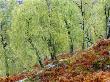 Native Birch Woodland In Autumn, Glenstrathfarrar Nnr, Scotland, Uk by Pete Cairns Limited Edition Pricing Art Print
