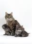 Domestic Cat, Fluffy Tabby With Two Kittens by Jane Burton Limited Edition Print