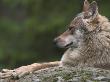 European / Grey Wolf, Resting On Boulder In Forest, Bavarian Forest, Germany by Philippe Clement Limited Edition Print
