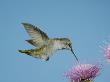 Anna's Hummingbird, Female At Thistle, Chiricahua Mountains, Arizona, Usa by Rolf Nussbaumer Limited Edition Print