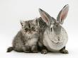 Silver Exotic Kitten, 9-Week With Silver Rex Doe Rabbit by Jane Burton Limited Edition Print