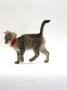 Domestic Cat, Tabby Kitten Wearing Red Flea Collar by Jane Burton Limited Edition Print