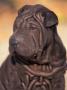 Black Shar Pei Puppy Portrait Showing Wrinkles On The Face And Chest by Adriano Bacchella Limited Edition Print