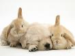 Golden Retriever Puppy Sleeping Between Two Young Sandy Lop Rabbits by Jane Burton Limited Edition Print