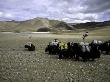 Yaks, Tibet by Michael Brown Limited Edition Print