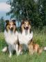 Two Collie Dogs by Petra Wegner Limited Edition Print