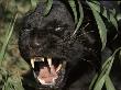 Melanistic (Black Form) Leopard Snarling, Often Called Black Panther by Lynn M. Stone Limited Edition Print