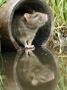 Brown Rat Sniffing Air From Old Pipe, Uk by Andy Sands Limited Edition Print