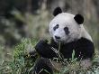 Giant Panda Feeding On Bamboo, Wolong Nature Reserve, China by Eric Baccega Limited Edition Print