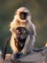 Hanuman Langur Adult Caring For Young, Thar Desert, Rajasthan, India by Jean-Pierre Zwaenepoel Limited Edition Print