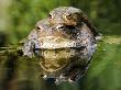 Common European Toad Pair In Amplexus In Pond, Hertfordshire, Uk by Andy Sands Limited Edition Print