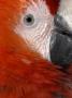 Scarlet Macaw Close Up Of Eye, From Central And South America, Bristol Zoo by Mark Carwardine Limited Edition Print