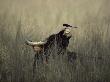 Wild Gaur, Adult Bull Endangered, With Black Drongo On Nose. Bandhavgarh Np, Madhya Pradesh, India by Jean-Pierre Zwaenepoel Limited Edition Print