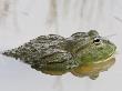 African Bullfrog Etosha Np, Namibia by Tony Heald Limited Edition Print