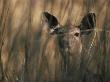 Indian Sambar Deer Female In Grass, Ranthambore Np, Rajasthan, India by Jean-Pierre Zwaenepoel Limited Edition Print
