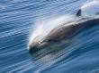 Common Bottlenose Dolphin Swimming Fast, Baja California, Sea Of Cortez, Mexico by Mark Carwardine Limited Edition Print