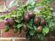 Cordon Pear Variety 'Berre Clairgeau' In Walled Garden, England, Uk by Gary Smith Limited Edition Pricing Art Print