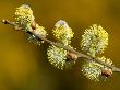 Sallow Pussy Willow Catkins, North Cornwall, Uk by Ross Hoddinott Limited Edition Print