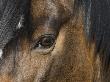 Close Up Of Eye Of A Paint Mare, Berthoud, Colorado, Usa by Carol Walker Limited Edition Print