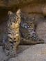 Two American Bobcats Resting In Cave. Arizona, Usa by Philippe Clement Limited Edition Print