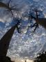 Looking Up At Baobabs On Baobabs Avenue, Morondava, West Madagascar by Inaki Relanzon Limited Edition Print