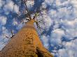 Looking Up At Baobab On Baobabs Avenue, Morondava, West Madagascar by Inaki Relanzon Limited Edition Print
