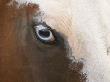 Close Up Of Paint Horses Blue Eye, Flitner Ranch, Shell, Wyoming, Usa by Carol Walker Limited Edition Print