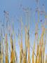 Ocotillo In Flower. Organ Pipe Cactus National Monument, Arizona, Usa by Philippe Clement Limited Edition Print