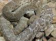Red Diamond Rattlesnake Coiled On Rocks. Arizona, Usa by Philippe Clement Limited Edition Print
