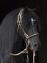 Black Peruvian Paso Stallion In Traditional Peruvian Bridle, Sante Fe, New Mexico, Usa by Carol Walker Limited Edition Print