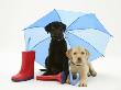 Yellow And Chocolate Retriever Pups With Wellies Under A Blue Umbrella by Jane Burton Limited Edition Pricing Art Print