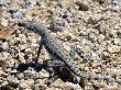 Zebra-Tailed Lizard. Saguaro National Park, Arizona, Usa by Philippe Clement Limited Edition Print